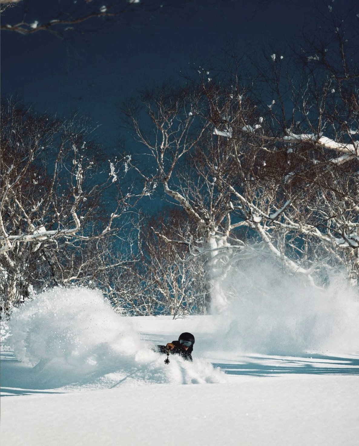 Skier in deep powder among birch trees